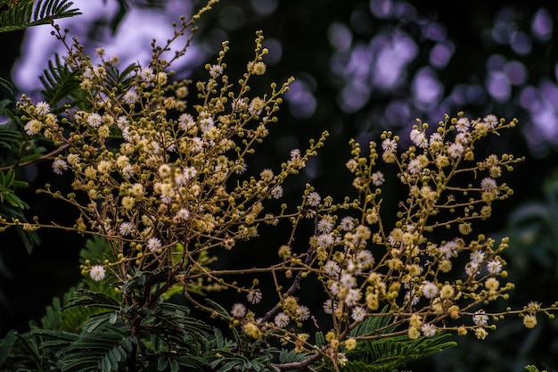 Foto prossimo piano dei fiori