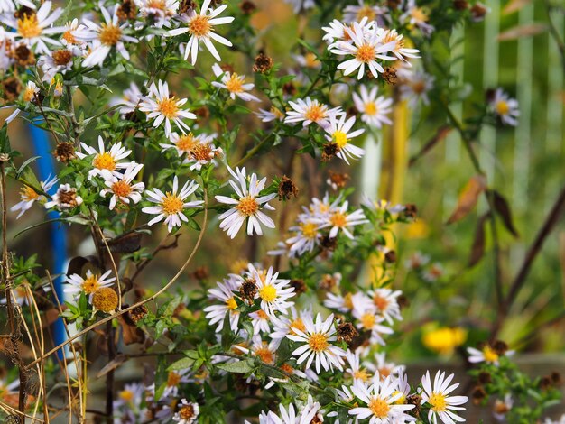 Foto prossimo piano dei fiori