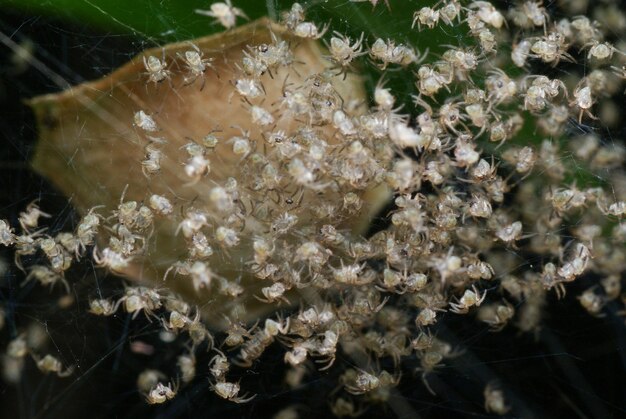 Foto prossimo piano dei fiori