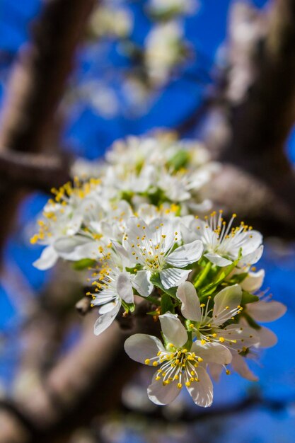 Close-up of flowers