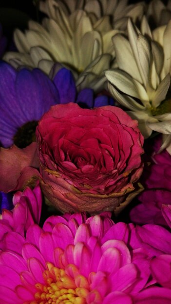 Close-up of flowers