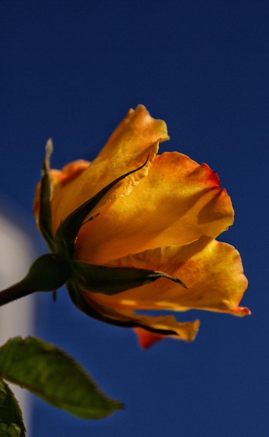 Close-up of flowers