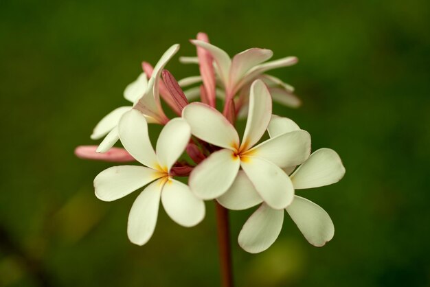 Close-up of flowers