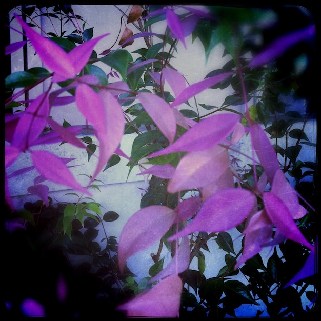 Photo close-up of flowers