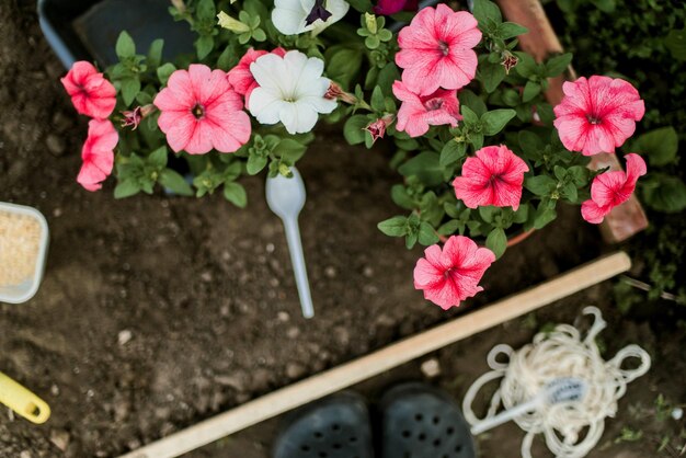 Photo close-up of flowers