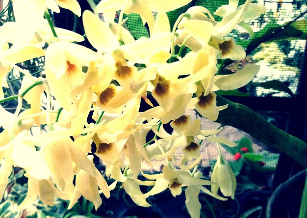 Close-up of flowers