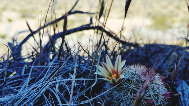 Photo close-up of flowers