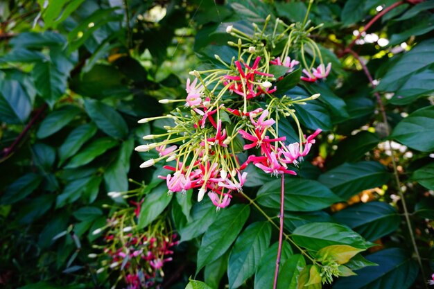 Foto prossimo piano dei fiori