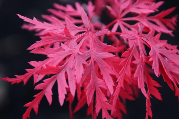 Photo close-up of flowers