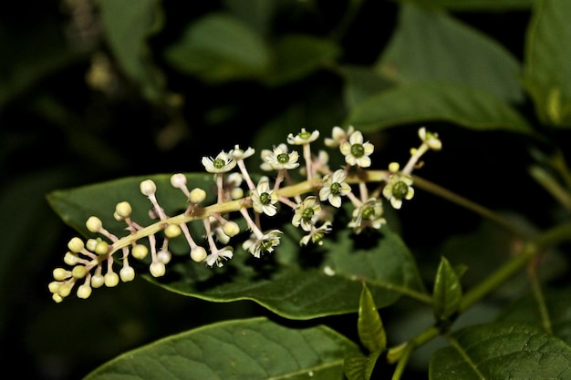 Photo close-up of flowers