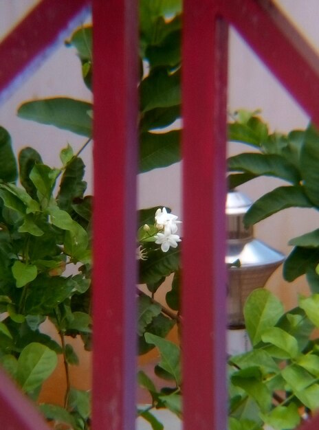 Close-up of flowers