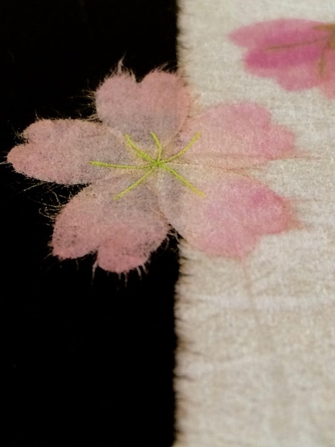 Close-up of flowers