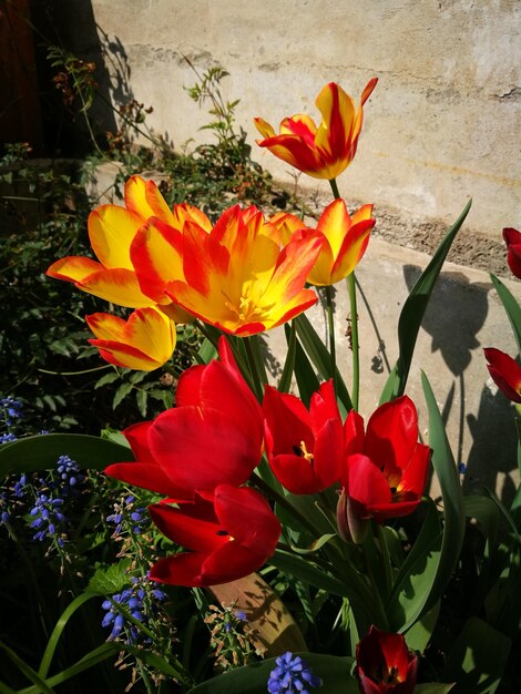 Close-up of flowers