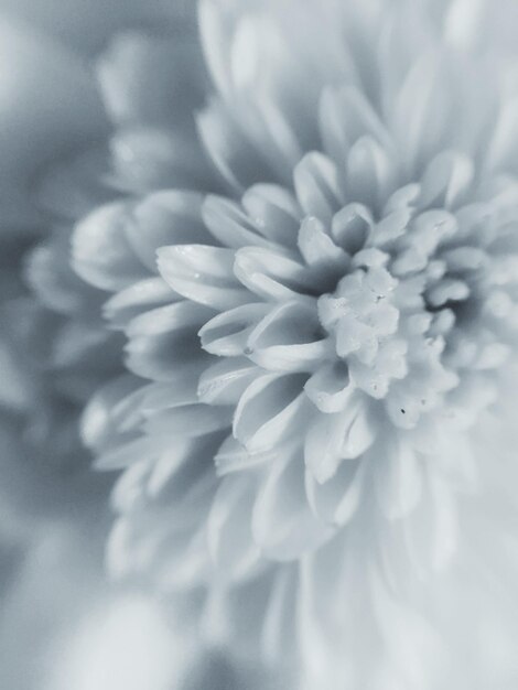 Photo close-up of flowers