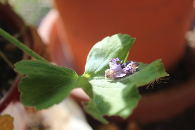 Close-up of flowers