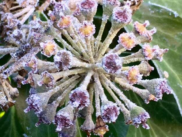 Foto prossimo piano dei fiori