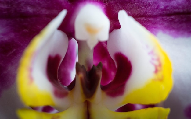 Photo close-up of flowers