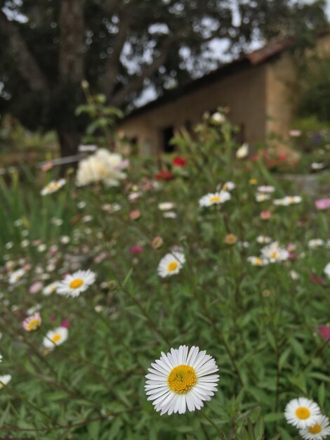 Photo close-up of flowers