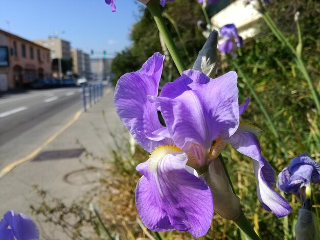 Foto prossimo piano dei fiori