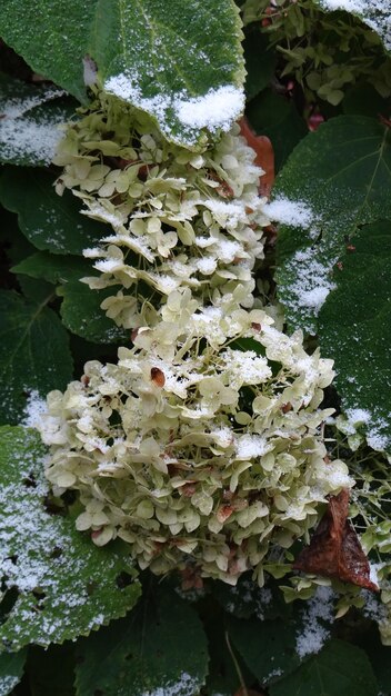 Close-up of flowers