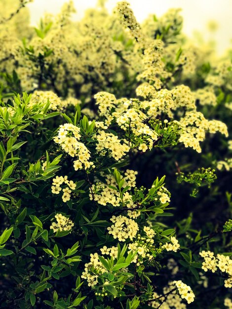 Close-up of flowers