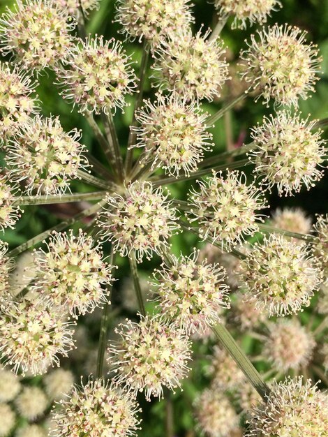 Close-up of flowers