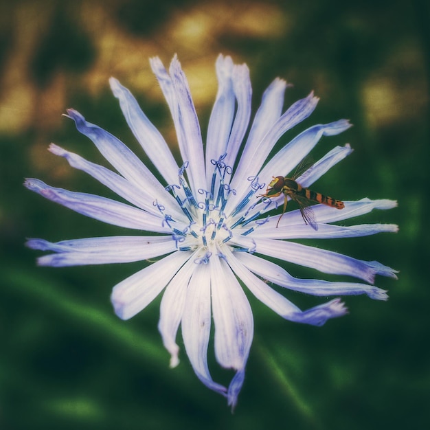 Foto prossimo piano dei fiori