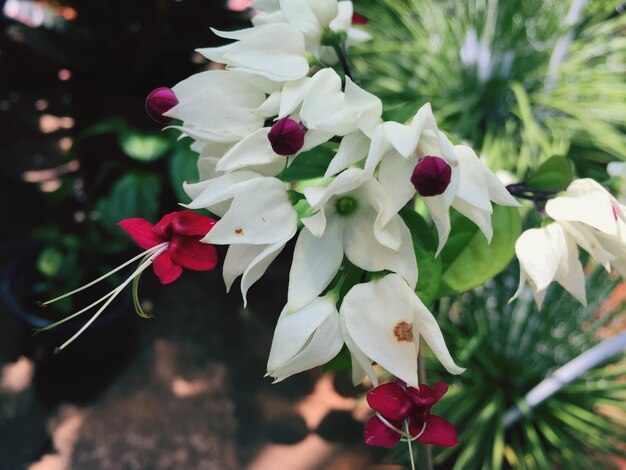 Photo close-up of flowers