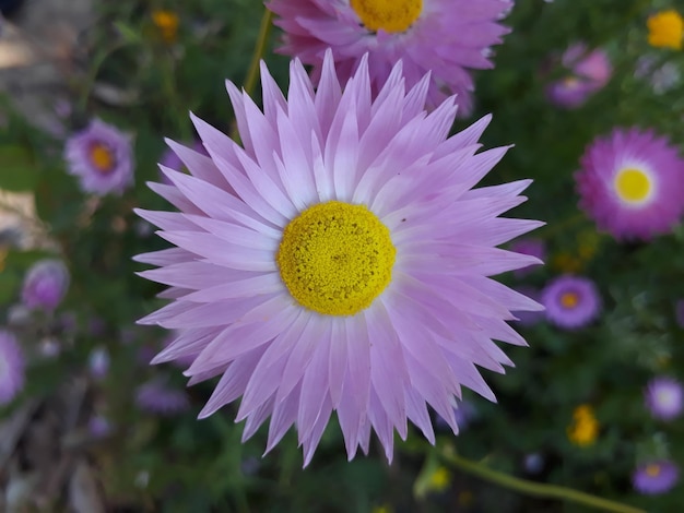 Foto prossimo piano dei fiori