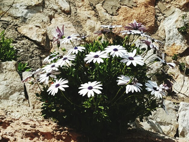 Close-up of flowers