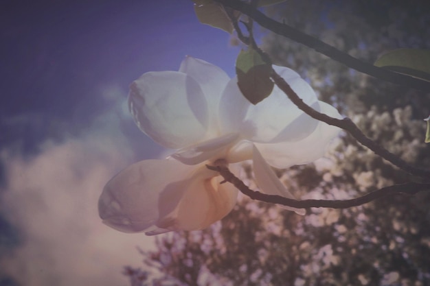 Photo close-up of flowers