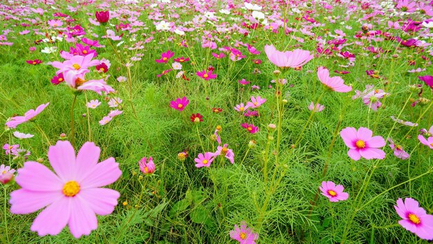 Prossimo piano dei fiori