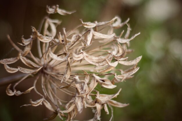 Foto prossimo piano dei fiori