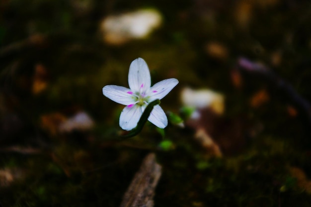 Foto prossimo piano dei fiori