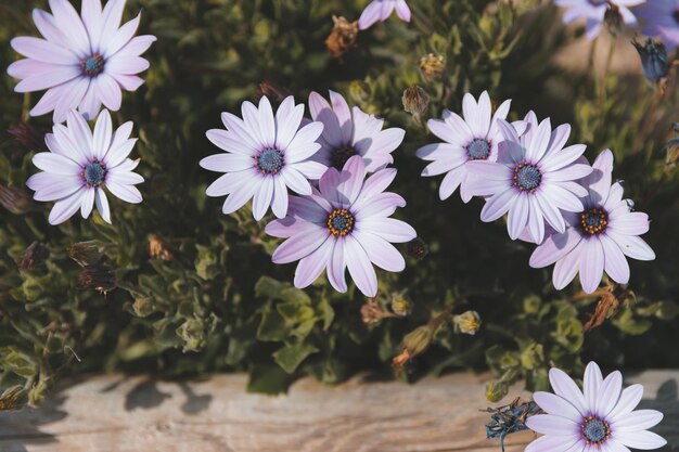 Foto prossimo piano dei fiori