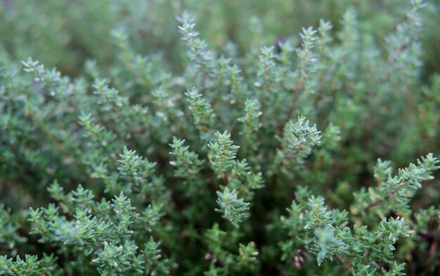 Photo close-up of flowers