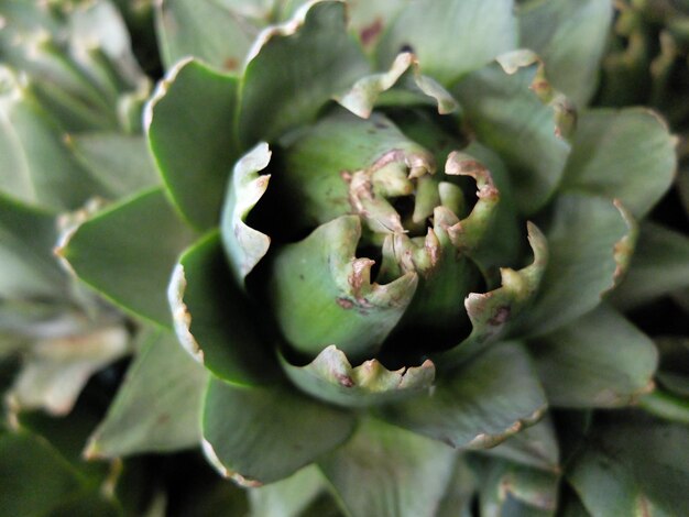 Close-up of flowers