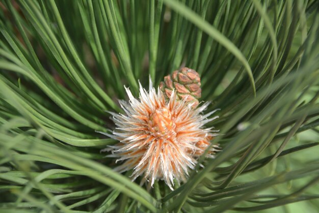 Close-up of flowers