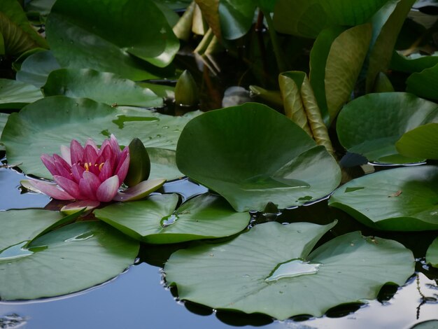 Foto prossimo piano dei fiori