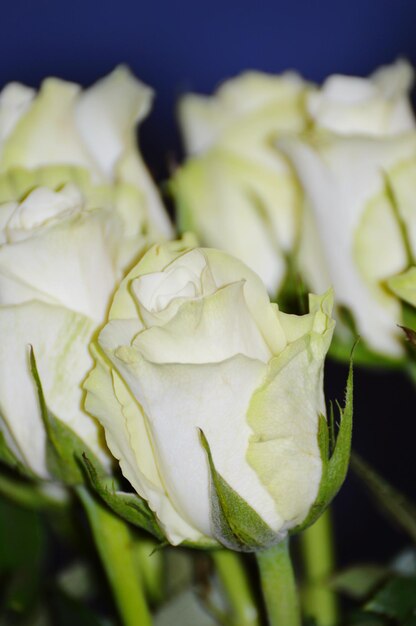 Photo close-up of flowers