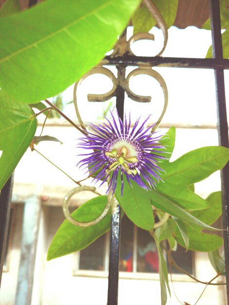 Photo close-up of flowers