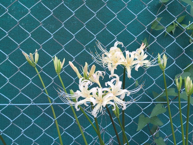 Close-up of flowers