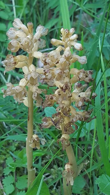 Close-up of flowers