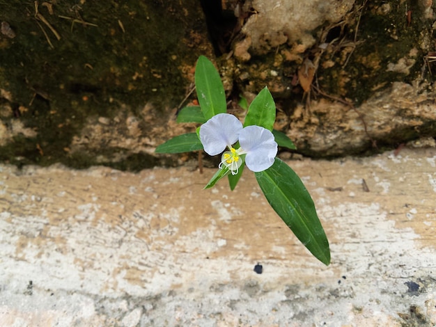 Foto prossimo piano dei fiori