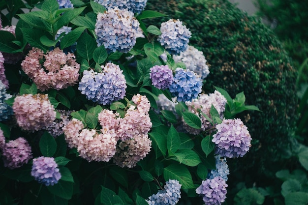 Photo close-up of flowers