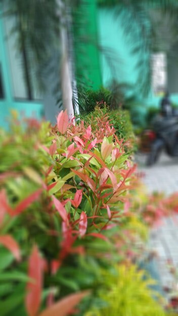 Close-up of flowers