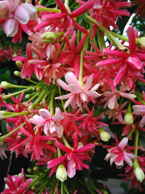 Close-up of flowers