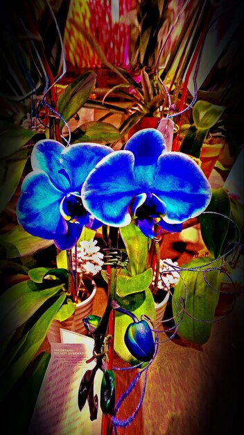 Close-up of flowers