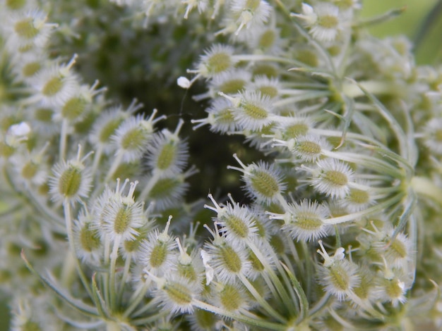 Photo close-up of flowers