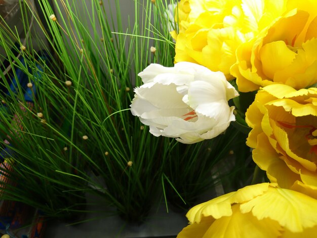 Close-up of flowers